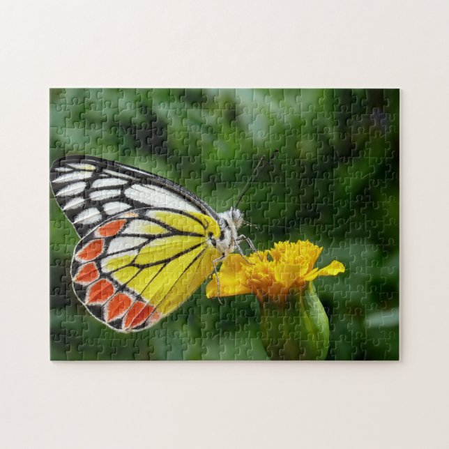 Common Jezebel Butterfly. (Horizontal)