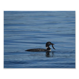 Common Loon, Guemes Island, WA Fotodruck