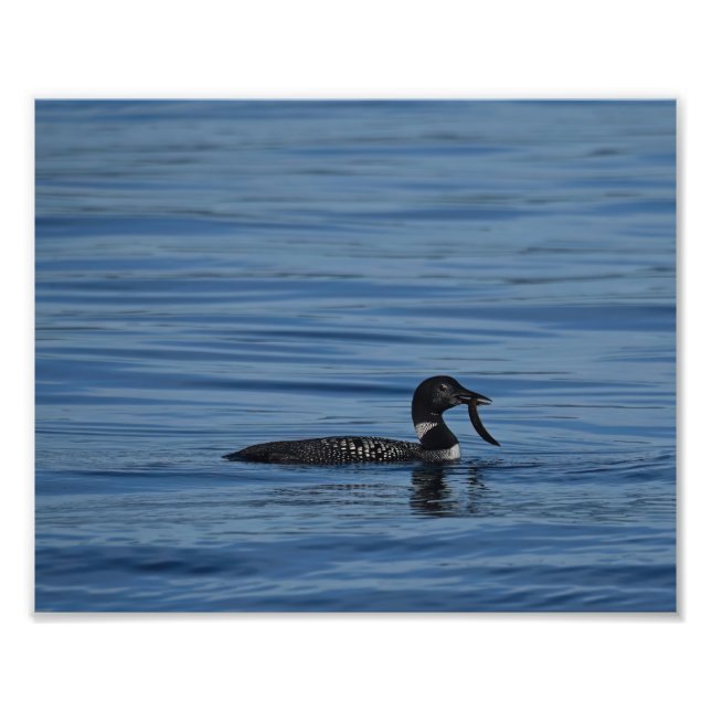 Common Loon, Guemes Island, WA Fotodruck (Vorne)