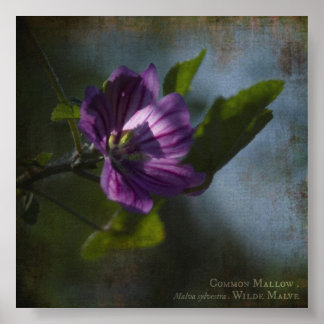 Common Mallow Poster