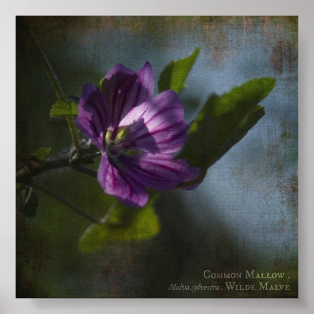 Common Mallow Poster (Vorne)