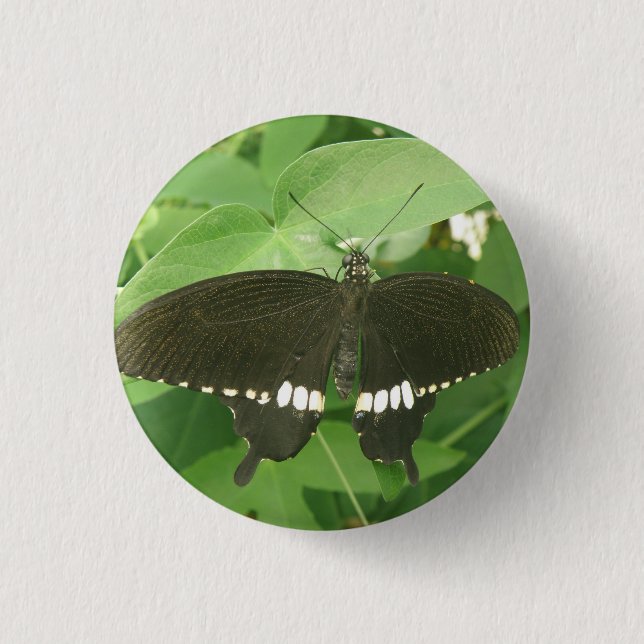 Common Mormon Butterfly Button (Vorderseite)
