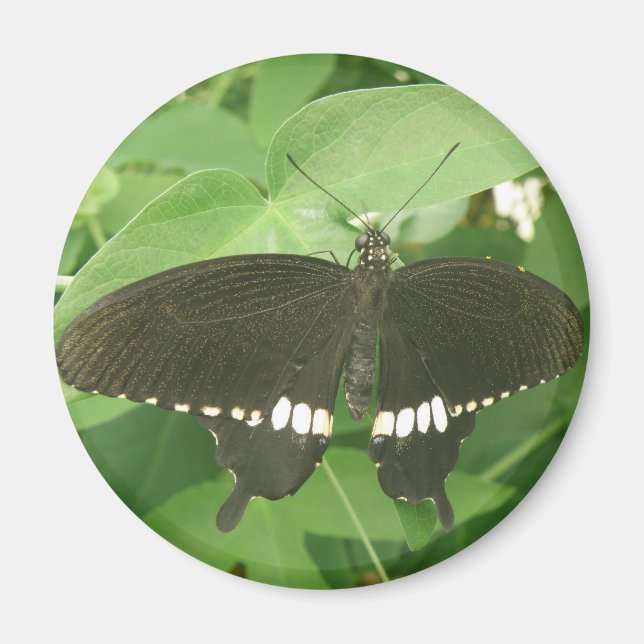 Common Mormon Butterfly Magnet (Vorne)