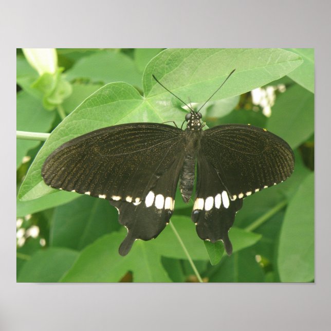 Common Mormon Butterfly Print Poster (Vorne)