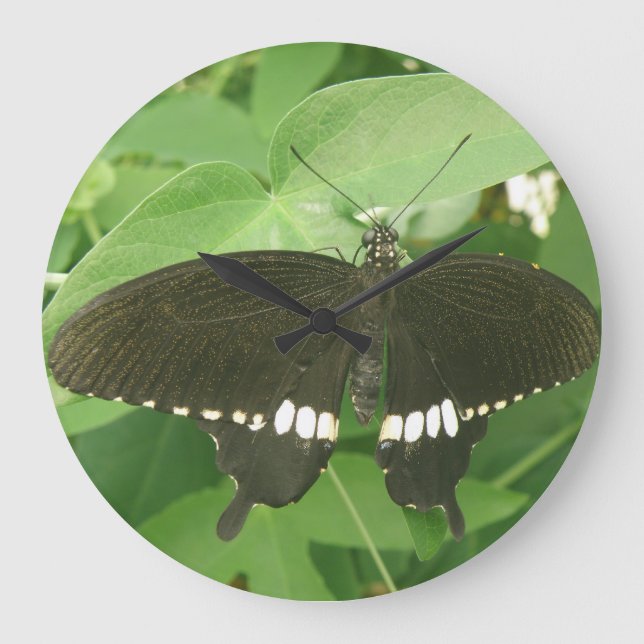 Common Mormon Butterfly Wall Clock Große Wanduhr (Vorderseite)