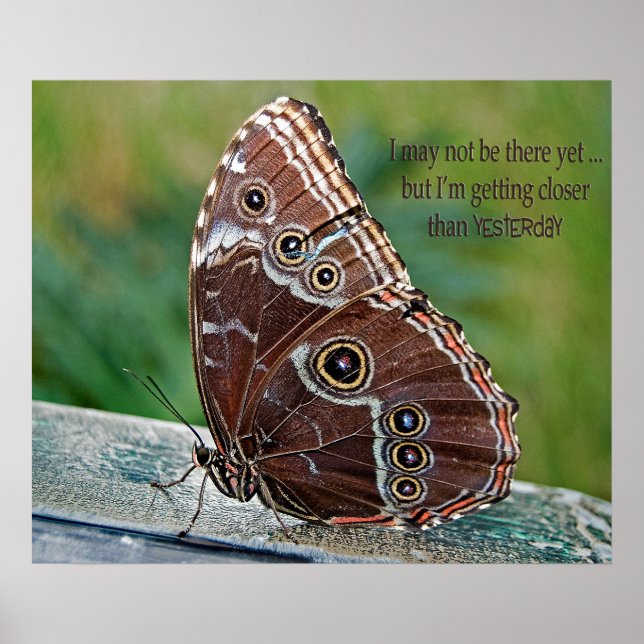 Common Morpho Butterfly Poster (Vorne)