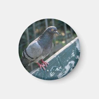 Common Pigeon Perched on a Wooden Bench in the Par Magnet