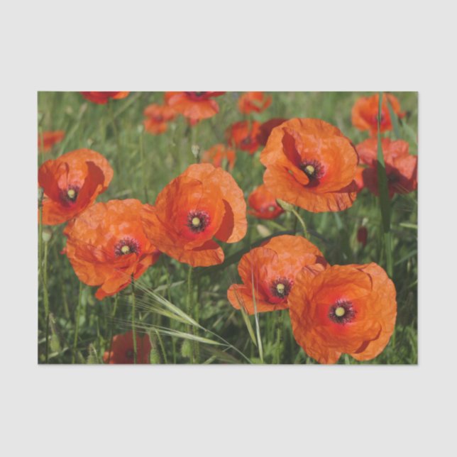 Common Poppies  Seidenpapier (Vorderseite)