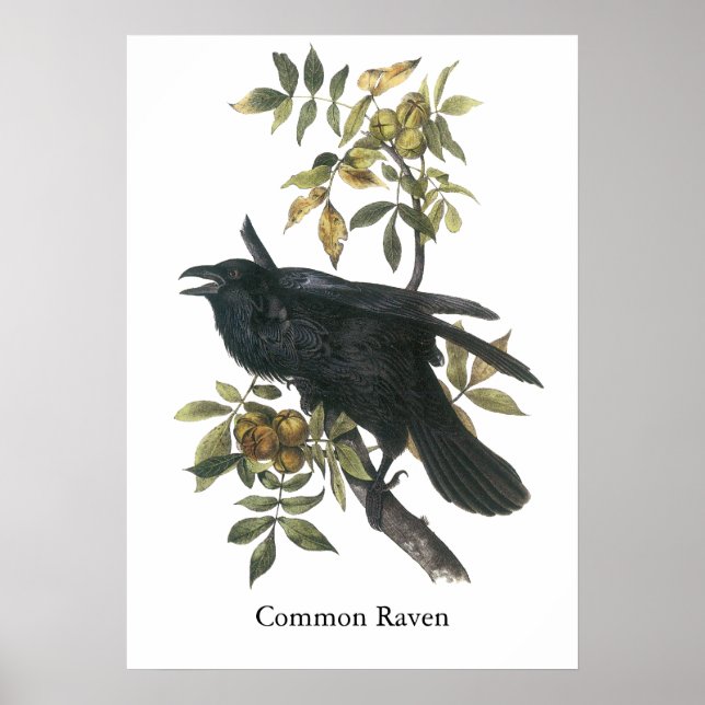 Common Raven, John audubon Poster (Vorne)
