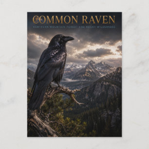 Common Raven Mountain Wilderness TIERWELT Postkarte