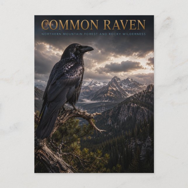 Common Raven Mountain Wilderness TIERWELT Postkarte (Vorderseite)