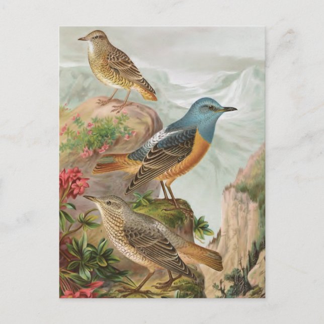 Common Rock Thrush Postkarte (Vorderseite)