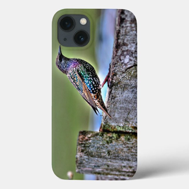 Common Starling auf einem Zaun bei Stonehenge U.K. Case-Mate iPhone Hülle (Rückseite)
