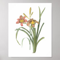 Common Taglilie (Hemerocallis fulva) von Redouté