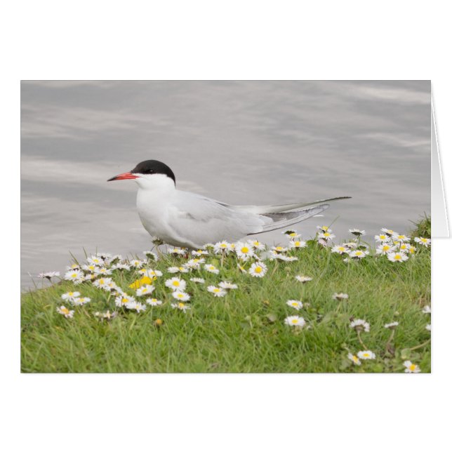 Common Tern (Vorderseite (Horizontal))