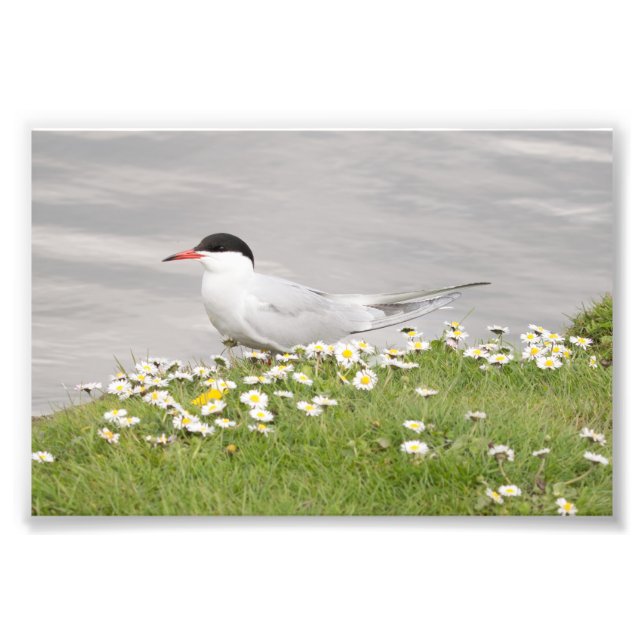 Common Tern Fotodruck (Vorne)