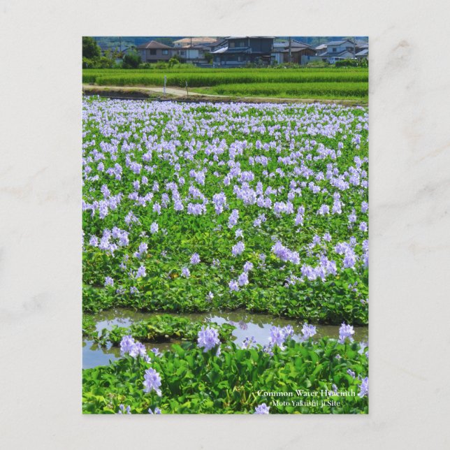 Common Water Hyacinth：Postcard Postkarte (Vorderseite)
