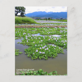 Common Water Hyacinth：Postcard Postkarte
