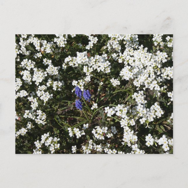 Common Yarrow & Grape Hyacinth DIY Postkarte (Vorderseite)