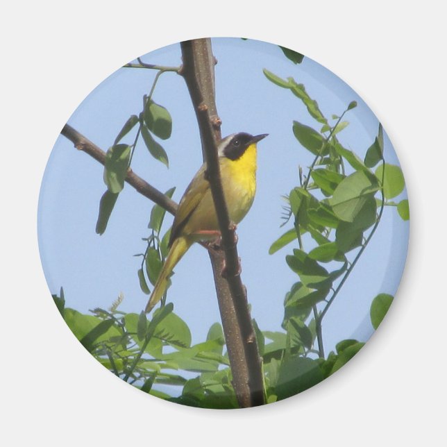 Common Yellowthroat Warbler magnet (Vorne)