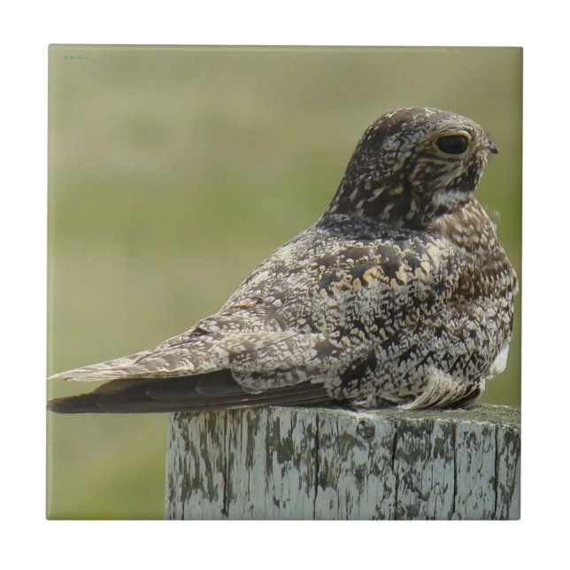 CommonB2 Nighthawk Fliese (Vorderseite)