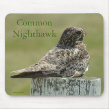 CommonB2 Nighthawk
