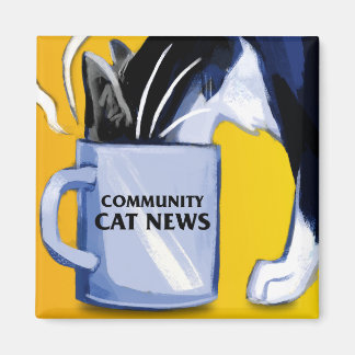 Communauté carré Actualités en Chat Magnet
