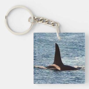 Communauté personnalisable Aquarius Orca Côte Oues