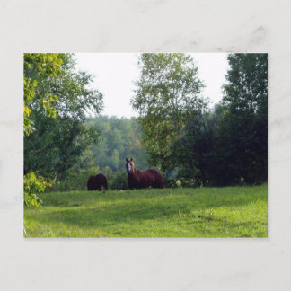 Comphy Cozy Postkarte