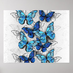 Composition of White and Blue Butterflies Poster