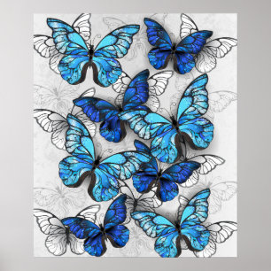 Composition of White and Blue Butterflies Poster