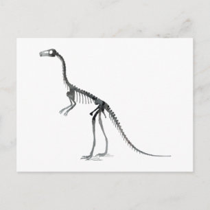 Compsognathus-Skelett Postkarte