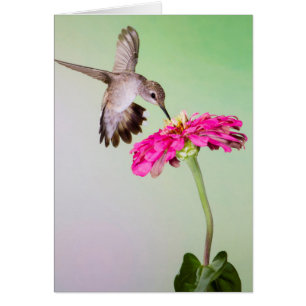 Comté de Jeff Davis, Texas