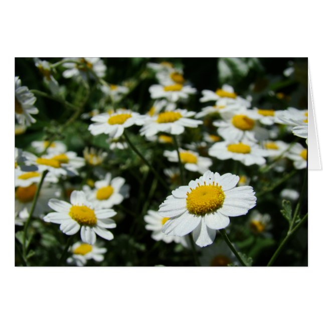 Concentre (Vorderseite (Horizontal))