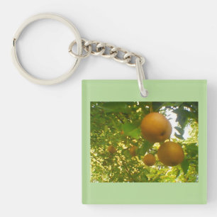 Conception de l'arbre à oreilles