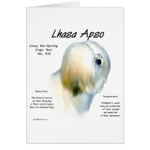 Conception de l'histoire de Lhasa Apso