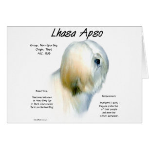 Conception de l'histoire de Lhasa Apso