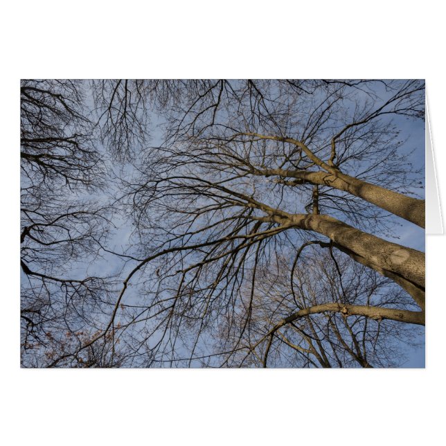 Conception/motif de tronc d'arbre. Pioineer Park,  (Devant horizontal)
