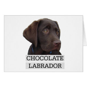 Conception unique de Labrador de chocolat !