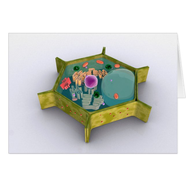 Conceptual Image of a Pflanze Cell (Vorderseite (Horizontal))