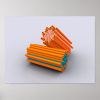 Conceptual Image of Centrioles 2