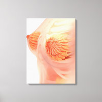 Conceptual Image of Female Brust Anatomy 1