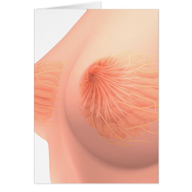 Conceptual Image of Female Brust Anatomy 4 (Vorne)