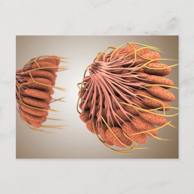 Conceptual Image of Female Brust Anatomy 8 Postkarte (Vorderseite)