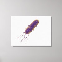 Conceptual Image of Flagellate Bacterium 2