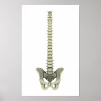 Conceptual Image of Human Backbone 1