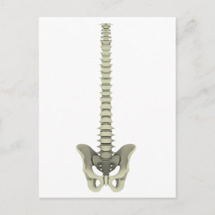 Conceptual Image of Human Backbone 1 Postkarte