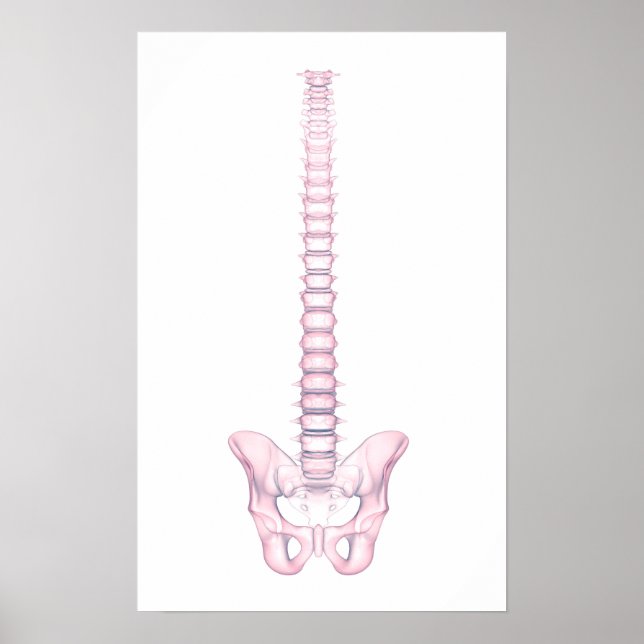 Conceptual Image of Human Backbone 2 Poster (Vorne)