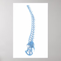 Conceptual Image of Human Backbone 5