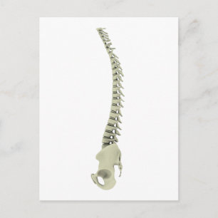 Conceptual Image of Human Backbone 7 Postkarte